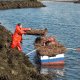 <div><span style="font-size: small">Pesca da angu&iacute;a utilizando mollos, na r&iacute;a de Pontevedra. Na fotograf&iacute;a apr&eacute;ciase como cargan a chalana cos mollos novos, para as&iacute; sustituilos polos vellos.</span></div>
<div><span style="font-size: small">Fotograf&iacute;a de Pablo Carpintero</span></div>